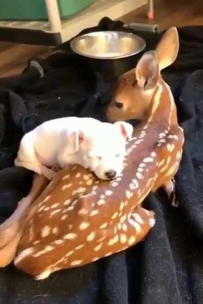 baby dog and baby dear resting