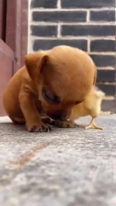 Собака-засыпака