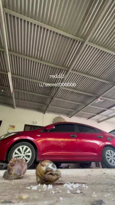 Snails. Salt. Crocs crush 😋 Sharing is caring 😘😋 buyer wanted me to post this part of his custom order. Enjooooy