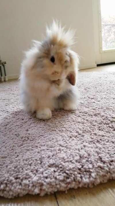 I could watch her groom her ears all day