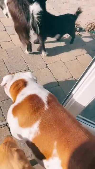 Everyone's gangsta until the bulldog shows