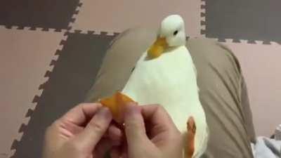 ¿Cómo era; domingo de patos o de patas?