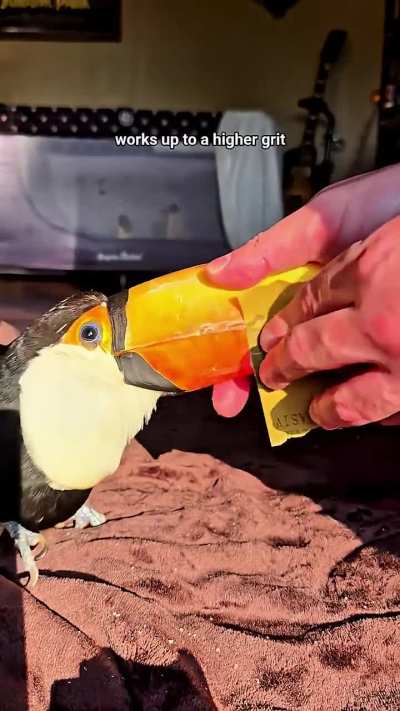 Toucan beak restoration.