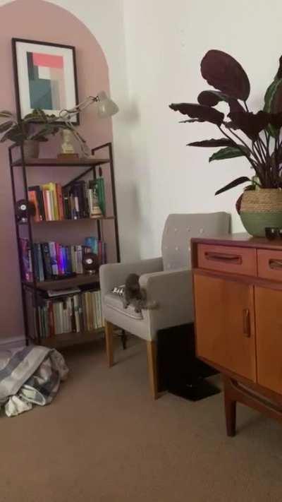 Kitten jump fail