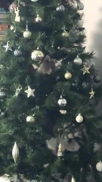 Should I rename him Icarus