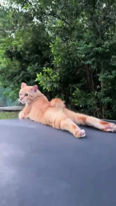 The Most Chill Orange Cat Ever 😂🍊