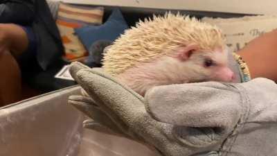 [Highlight] Jordan Poole, Andrew Wiggins visiting Hedgehogs Cafe in Tokyo