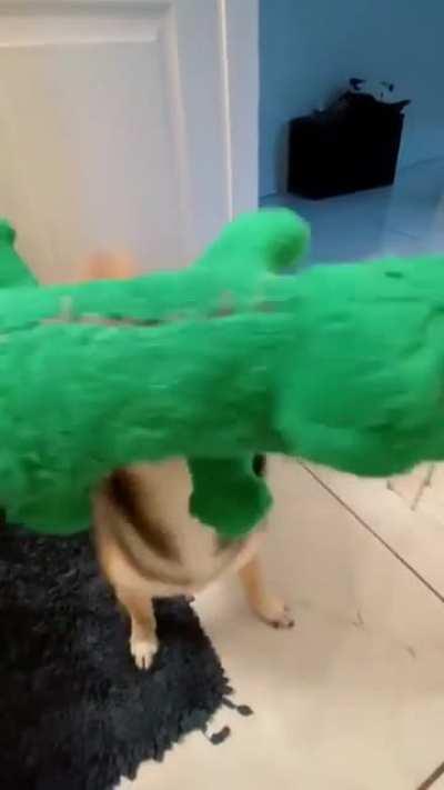 Собака с крокодилом