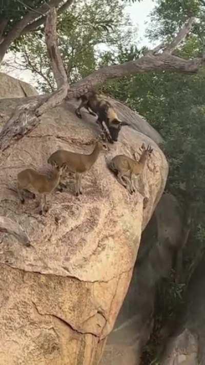 🔥 Mountain Deer versus Wild Dogs