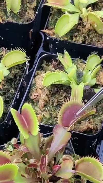 Идеальная месть