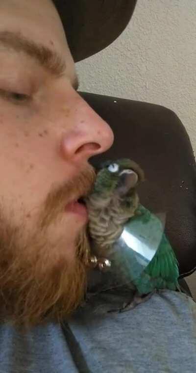 For those wondering about Fawkes, he's still doing fine 💙🥰💙