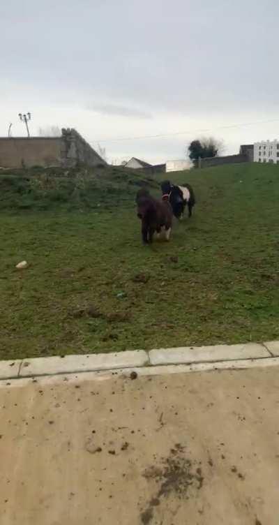 Ponies going down the hill