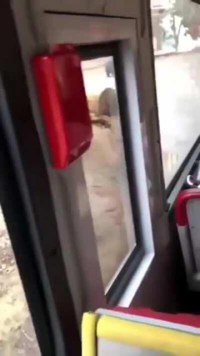 Just casually walking around