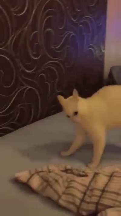 Sometimes cats are very strange