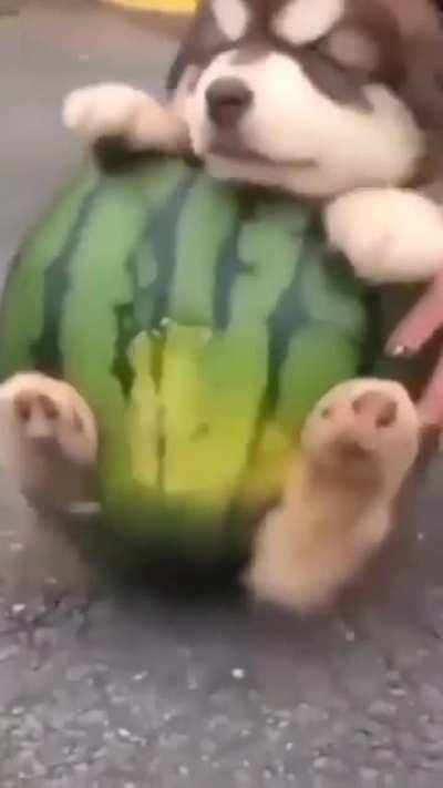 Husky in a Watermelon