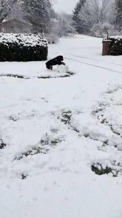 Anyone Else’s dog love building snowmen?