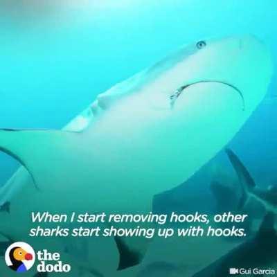 Forbidden sea puppers