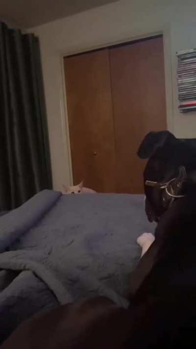 My dog's job is to protect me from the evil cat