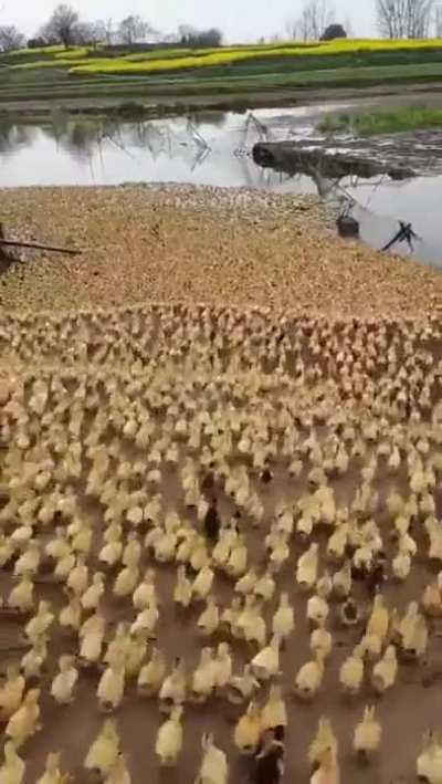 Ducklings running to the water