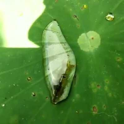Shrimp isolated in a water droplet using surface tension to make their way back to the water