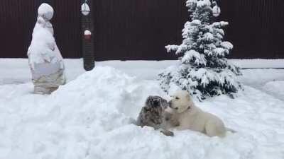 Tiger and dog in the snow