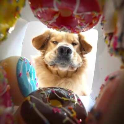 What the donuts see when you’re trying to make your choice