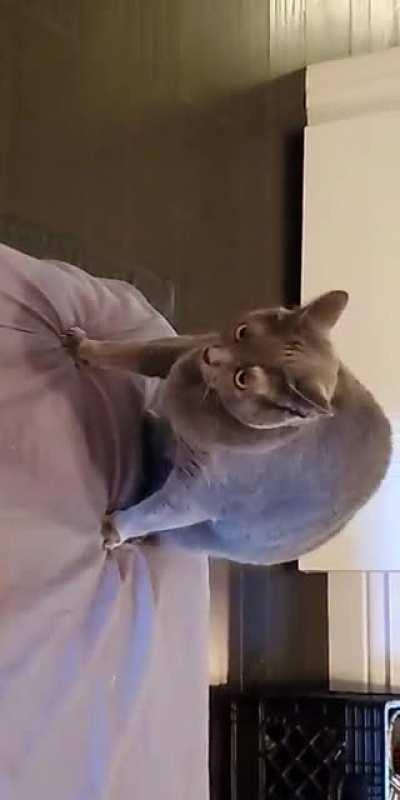 This is Peanut. She is an elegant princess