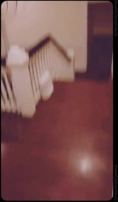 raccoon came in through dog door