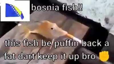 Bosnia fish do be puffin them darts bro