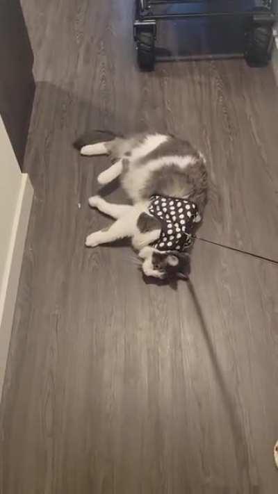 I AIN'T MOVINNNN !!!!