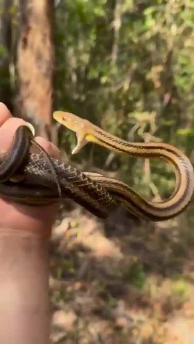 He tried his best...