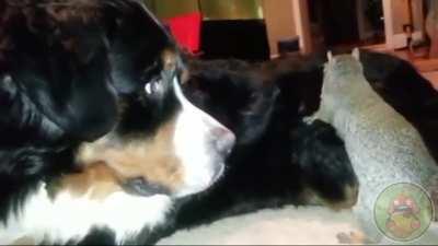 Запасливая белка