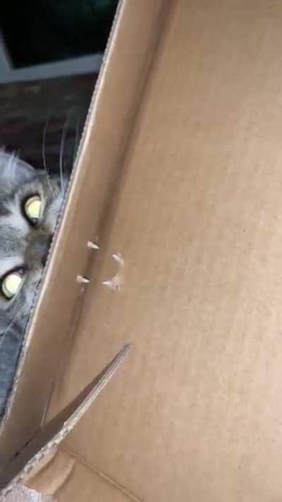 When I can find my staple remover…no he’s not stuck