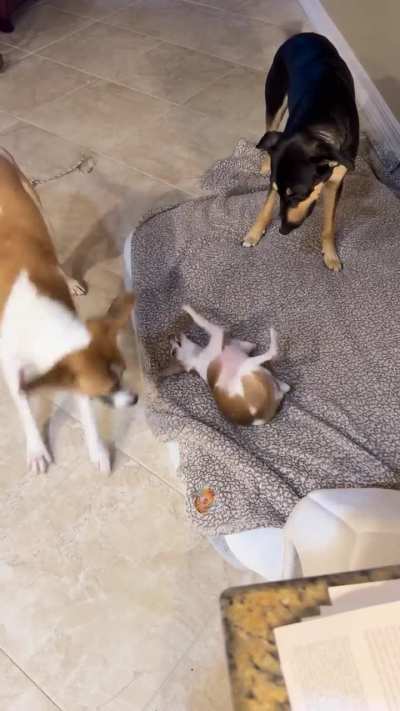 They are an Oda to life and connivence. They don’t abuse the little one, they play fair with her!!!