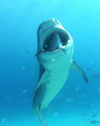 A tiger shark with a tuna stuck in its mouth