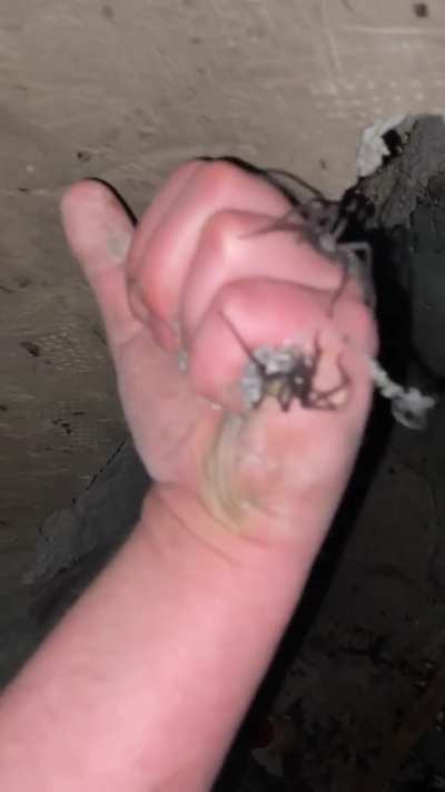 I removed all spiders from the hole because I needed to fill it up. There were like 30 of them