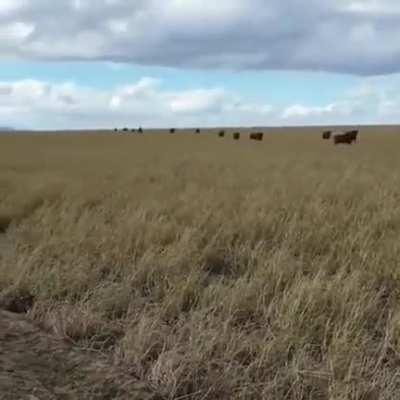 When this bull comes calling, the cows come running.