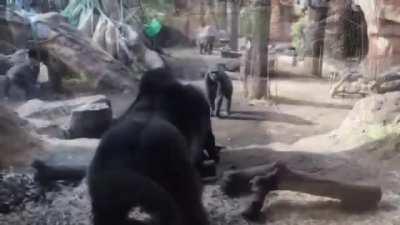 Father Gorilla steals baby Gorilla from Momma Gorilla because Momma Gorilla wouldn't let the dad play with the baby gorilla. He has a history of doing this with his other kids