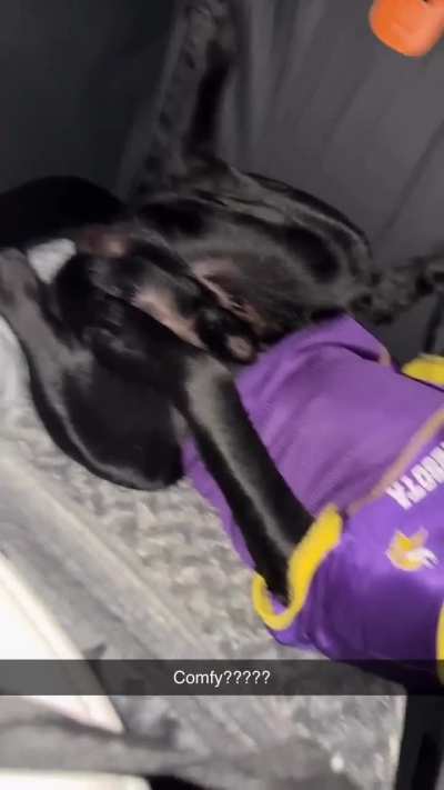 My sister sent me this video, of my nephew and their dog sleeping in the car. Interesting sleeping position..