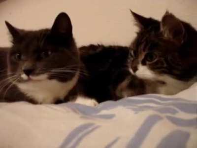 Best friends having an important conversation 😌