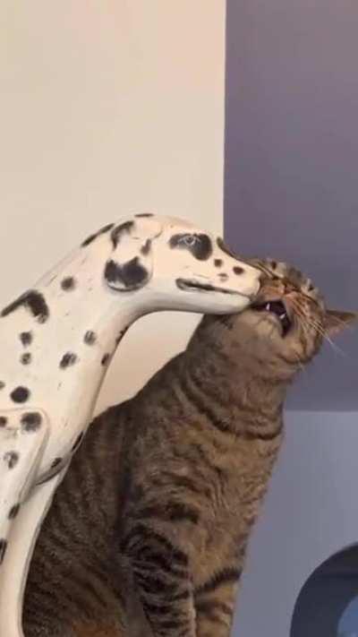 Somebody is in dire need of a friend