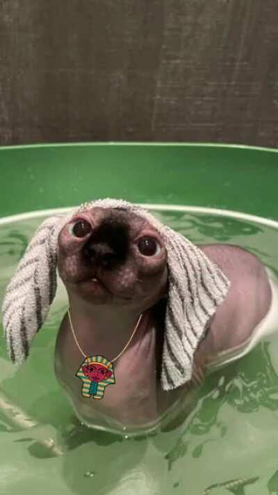 I'm the Sphynx King aka Pharaoh