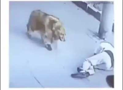 yeah I won't be able to make it to work today because a cat fell on my head and a dog with shoes tried doing me justice