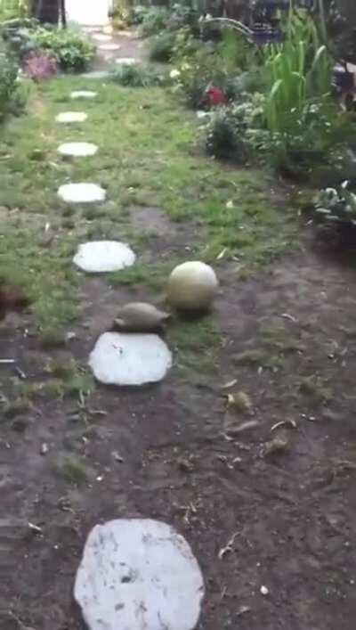 Dog hype to be playing ball with his best friend