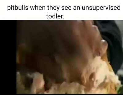 Pitbull moment