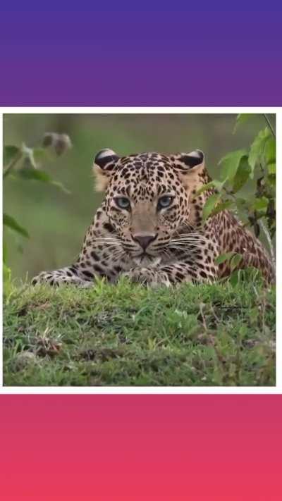 Photographer catches intense moment a leopard watching him🤯... What do you Do if you are there...?