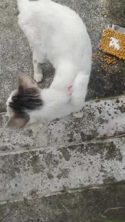 We have a new kitty in the colony! He's quite sick with a respiratory infection, and has some skin issues. We're fundraising to cover his health check & treatment!