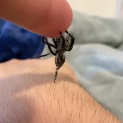 Me me!! My favorite cute interaction this week by @hermannexotics insta