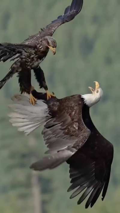 An eagle using its talons to take prey from another bird mid flight