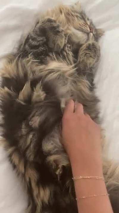 Sharing some sweet kitty belly rubs. Happy Friday!
